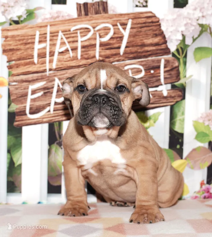 Smoochers – English Bulldog puppy for sale in Colorado Springs, CO