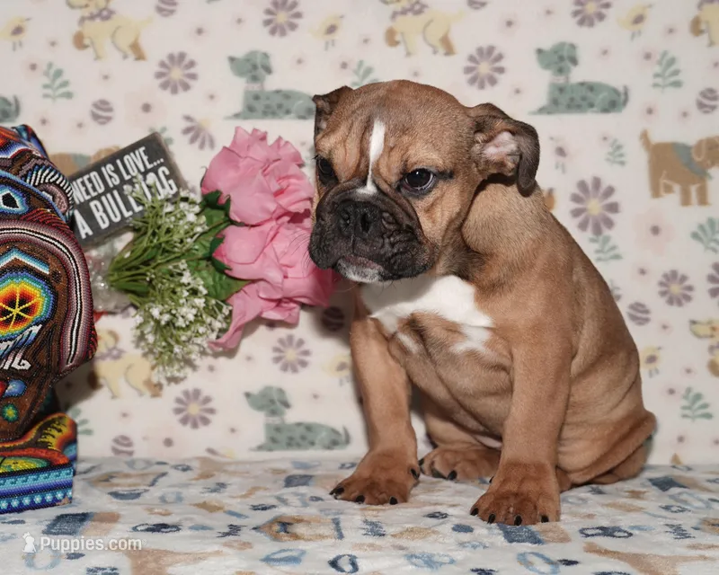 Smoochers – English Bulldog puppy for sale in Colorado Springs, CO