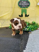 Cadbury, a male English Bulldog for sale in Colorado Springs, CO – Photo 2 of 10