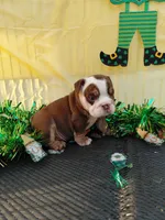 Cadbury, a male English Bulldog for sale in Colorado Springs, CO – Photo 9 of 10