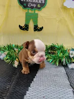 Brownie, a male English Bulldog for sale in Colorado Springs, CO – Photo 8 of 10