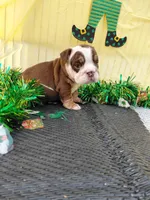 Cadbury, a male English Bulldog for sale in Colorado Springs, CO – Photo 7 of 10