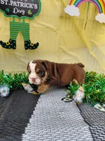 Cadbury, a male English Bulldog for sale in Colorado Springs, CO – Photo 3 of 10