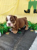 Cadbury, a male English Bulldog for sale in Colorado Springs, CO – Photo 6 of 10