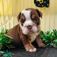 Cadbury, a male English Bulldog for sale in Colorado Springs, CO – Photo 1 of 10