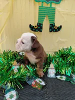 Brownie, a male English Bulldog for sale in Colorado Springs, CO – Photo 10 of 10