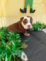 Cadbury, a male English Bulldog for sale in Colorado Springs, CO – Photo 10 of 10