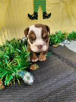 Cadbury, a male English Bulldog for sale in Colorado Springs, CO – Photo 5 of 10