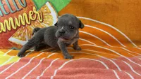 Spud, a male English Bulldog for sale in Colorado Springs, CO – 6 of 10