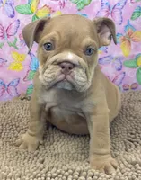 Janice, a female English Bulldog for sale in Colorado Springs, CO – 2 of 9