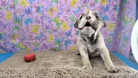 Rachel, a female English Bulldog for sale in Colorado Springs, CO – 7 of 10