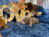 Bruno, a male English Bulldog for sale in Colorado Springs, CO – 6 of 10