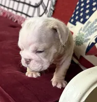 Hambone, a male English Bulldog for sale in Colorado Springs, CO – 6 of 10