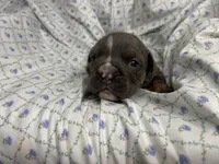 Halo, a female English Bulldog for sale in Colorado Springs, CO – 3 of 4