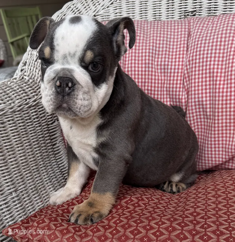 Angus – English Bulldog puppy for sale in Colorado Springs, CO