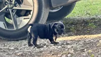 Viper, a male English Bulldog for sale in Colorado Springs, CO – 7 of 10