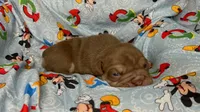 Goose, a male English Bulldog for sale in Colorado Springs, CO – 7 of 9