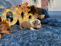 Gus, a male English Bulldog for sale in Colorado Springs, CO – 5 of 9