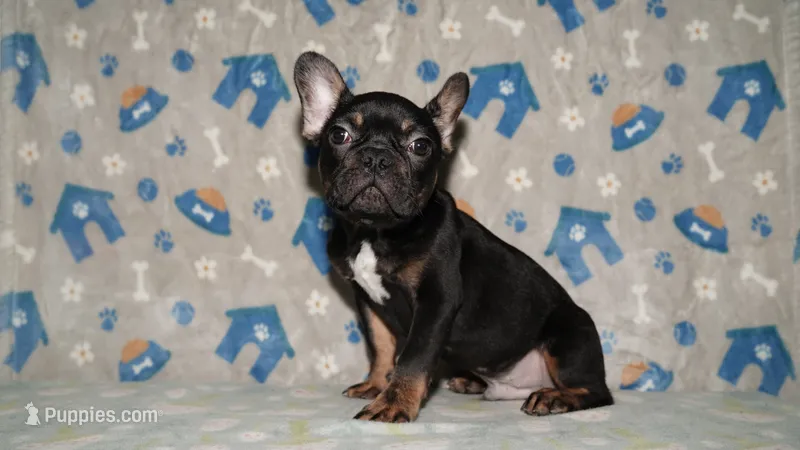 Marcel – French Bulldog puppy for sale in Colorado Springs, CO