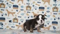 Honeybear, a female English Bulldog for sale in Colorado Springs, CO – 5 of 10