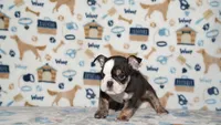 Honeybear, a female English Bulldog for sale in Colorado Springs, CO – 3 of 10