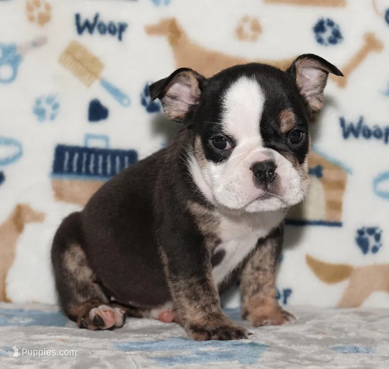 Honeybear – English Bulldog puppy for sale in Colorado Springs, CO