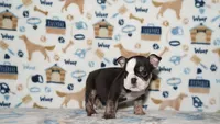 Honeybear, a female English Bulldog for sale in Colorado Springs, CO – 2 of 10