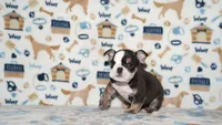 Honeybear, a female English Bulldog for sale in Colorado Springs, CO – 4 of 10
