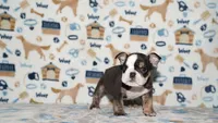 Honeybear, a female English Bulldog for sale in Colorado Springs, CO – 6 of 10