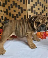 Peanut, a female English Bulldog for sale in Colorado Springs, CO – 6 of 10