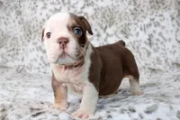 Spooky, a male English Bulldog for sale in Colorado Springs, CO – 2 of 4