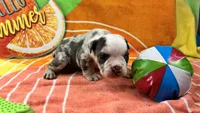 Brisket, a male English Bulldog for sale in Colorado Springs, CO – 4 of 4