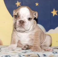 Banjo, a male English Bulldog for sale in Colorado Springs, CO – Photo 1 of 10