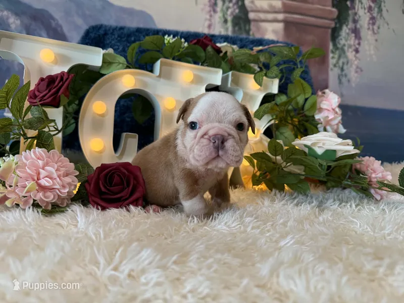 Gus – English Bulldog puppy for sale in Colorado Springs, CO