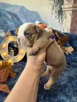 Atlas, a male English Bulldog for sale in Colorado Springs, CO – 8 of 10