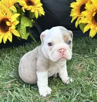 Indie, a female English Bulldog for sale in Colorado Springs, CO – 1 of 10