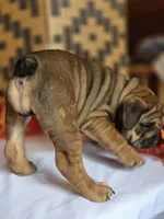 Layla, a female English Bulldog for sale in Colorado Springs, CO – 9 of 10