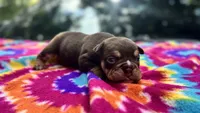 Emily, a female English Bulldog for sale in Colorado Springs, CO – 6 of 6