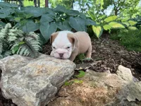 Gus, a male English Bulldog for sale in Colorado Springs, CO – 4 of 9