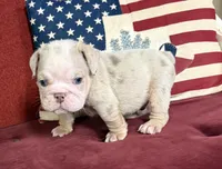 Hambone, a male English Bulldog for sale in Colorado Springs, CO – 2 of 10