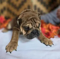 Layla, a female English Bulldog for sale in Colorado Springs, CO – 6 of 10