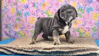 Halo, a female English Bulldog for sale in Colorado Springs, CO – 9 of 10