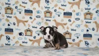 Honeybear, a female English Bulldog for sale in Colorado Springs, CO – 10 of 10