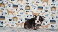 Honeybear, a female English Bulldog for sale in Colorado Springs, CO – 9 of 10