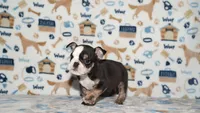 Honeybear, a female English Bulldog for sale in Colorado Springs, CO – 7 of 10