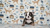 Honeybear, a female English Bulldog for sale in Colorado Springs, CO – 8 of 10