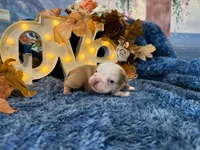 Gus, a male English Bulldog for sale in Colorado Springs, CO – 3 of 9