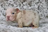 Pumpkin, a male English Bulldog for sale in Colorado Springs, CO – 2 of 4
