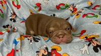 Goose, a male English Bulldog for sale in Colorado Springs, CO – 5 of 9