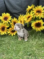 Nyra, a female English Bulldog for sale in Colorado Springs, CO – 8 of 10